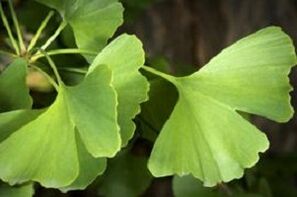 Ginkgo Biloba pleacă pentru creșterea penisului