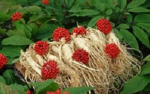 Ginseng crește fluxul de sânge către penis