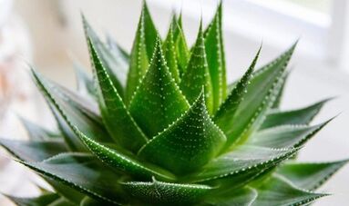 Utilizarea Aloe pentru a crește membrul