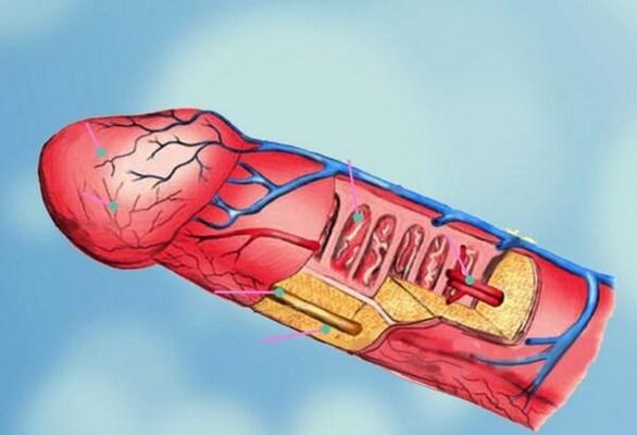 structura penisului și mărirea capului